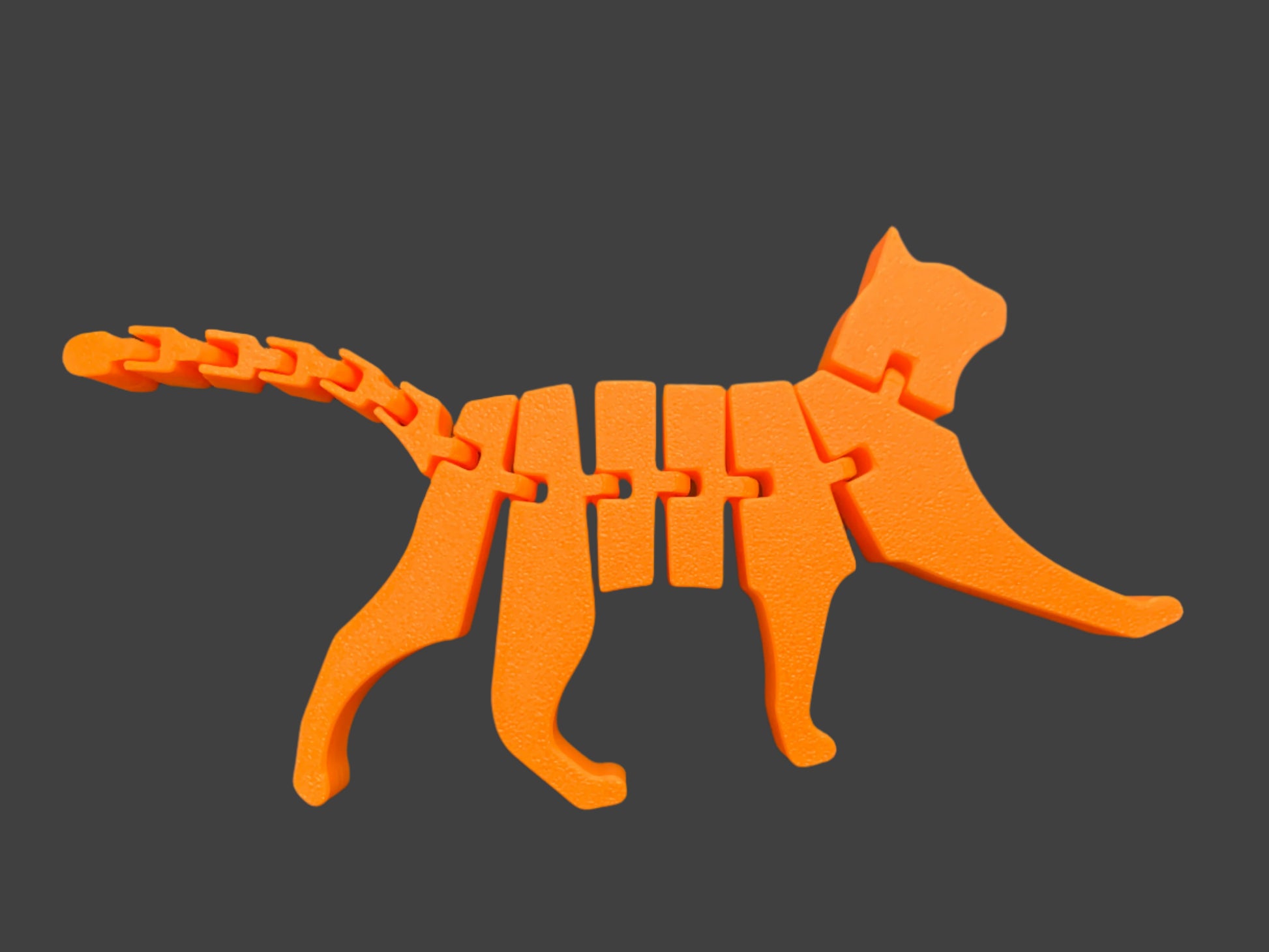 Orange plastic cat skeleton model on a dark surface


